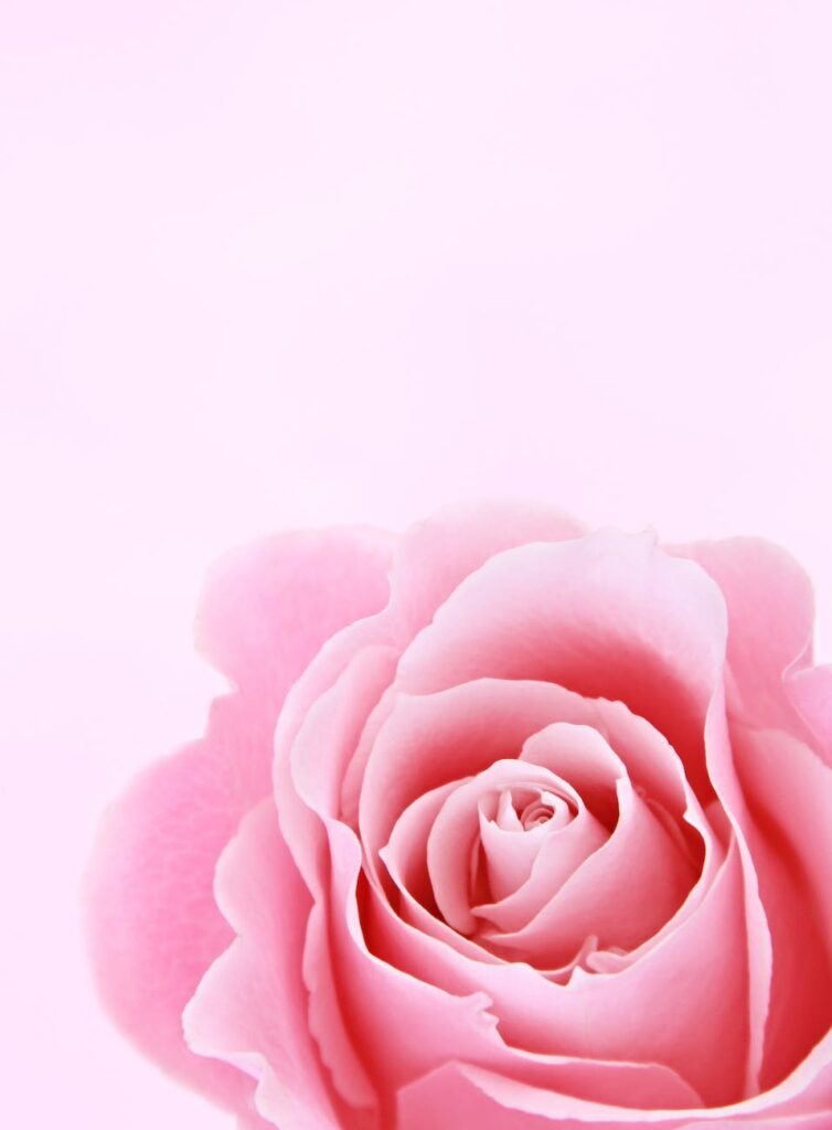 pink rose closeup photography