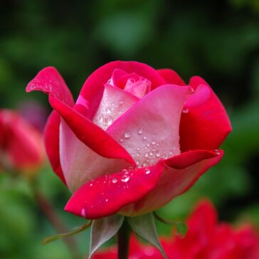 close photography of red and pink rose