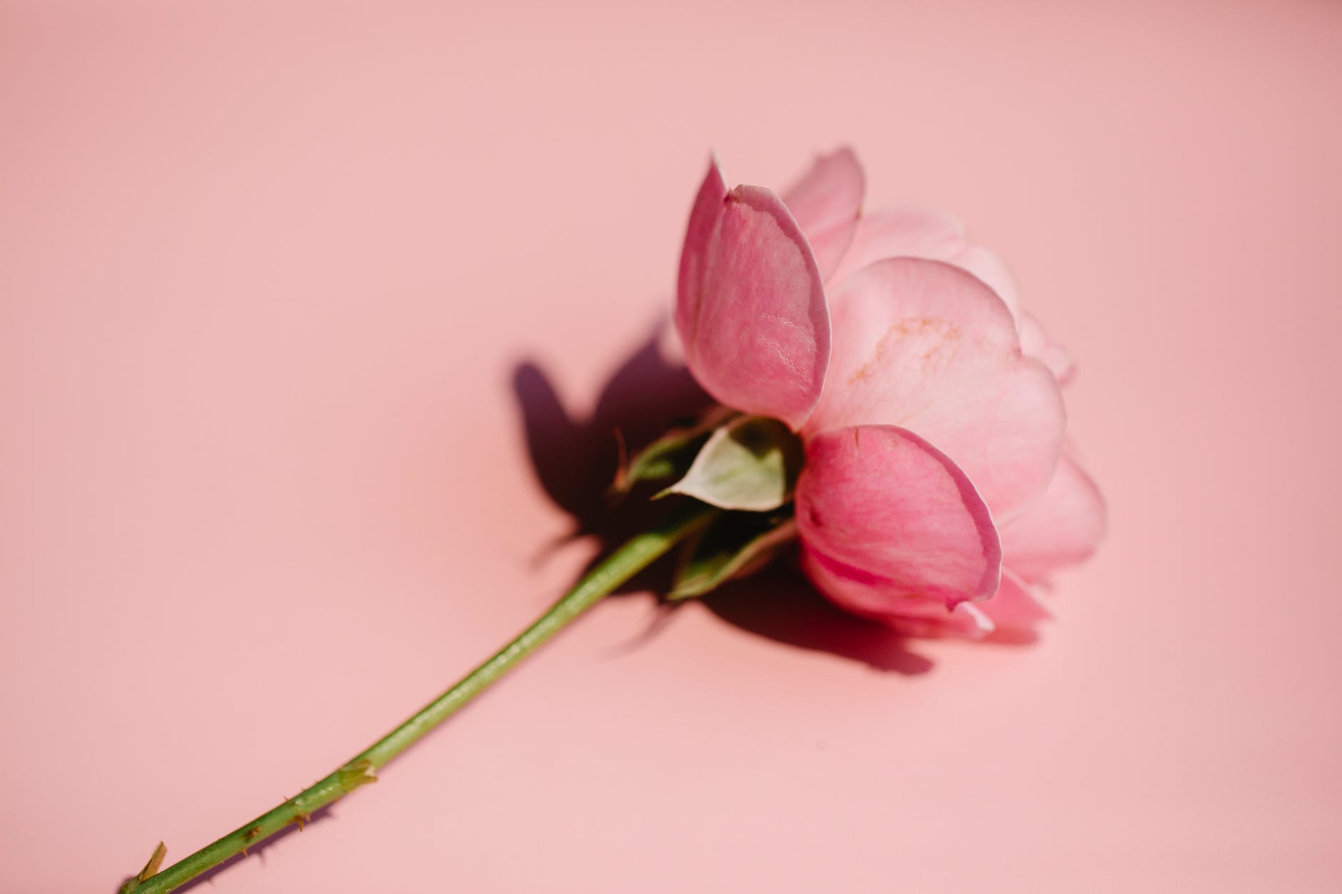 pink rose with thin stem on bright surface