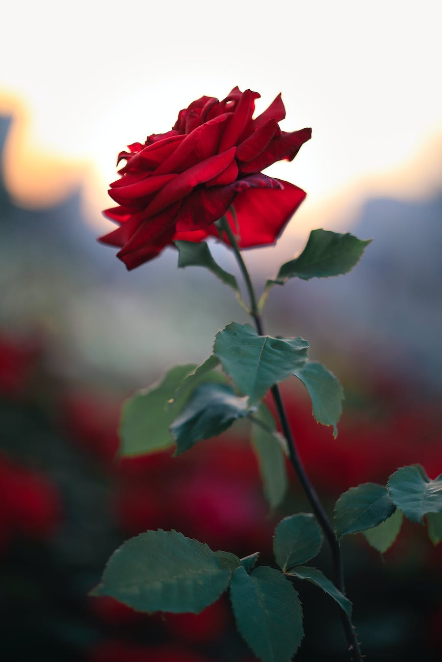 selective focus close up photo of red rose