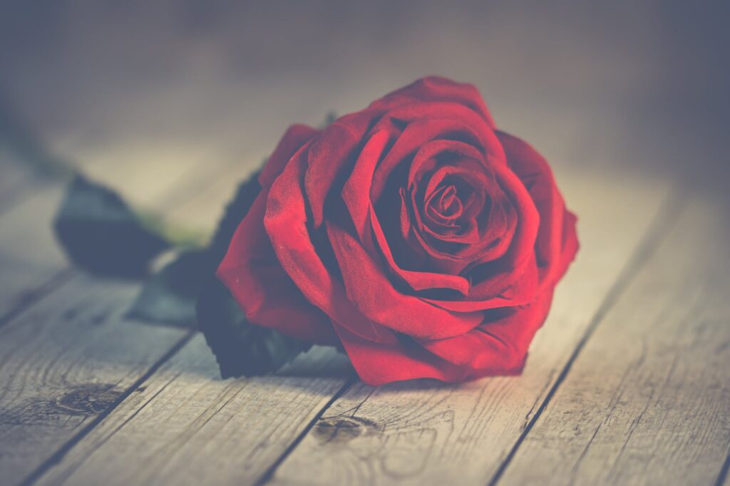 red rose on brown wooden surface