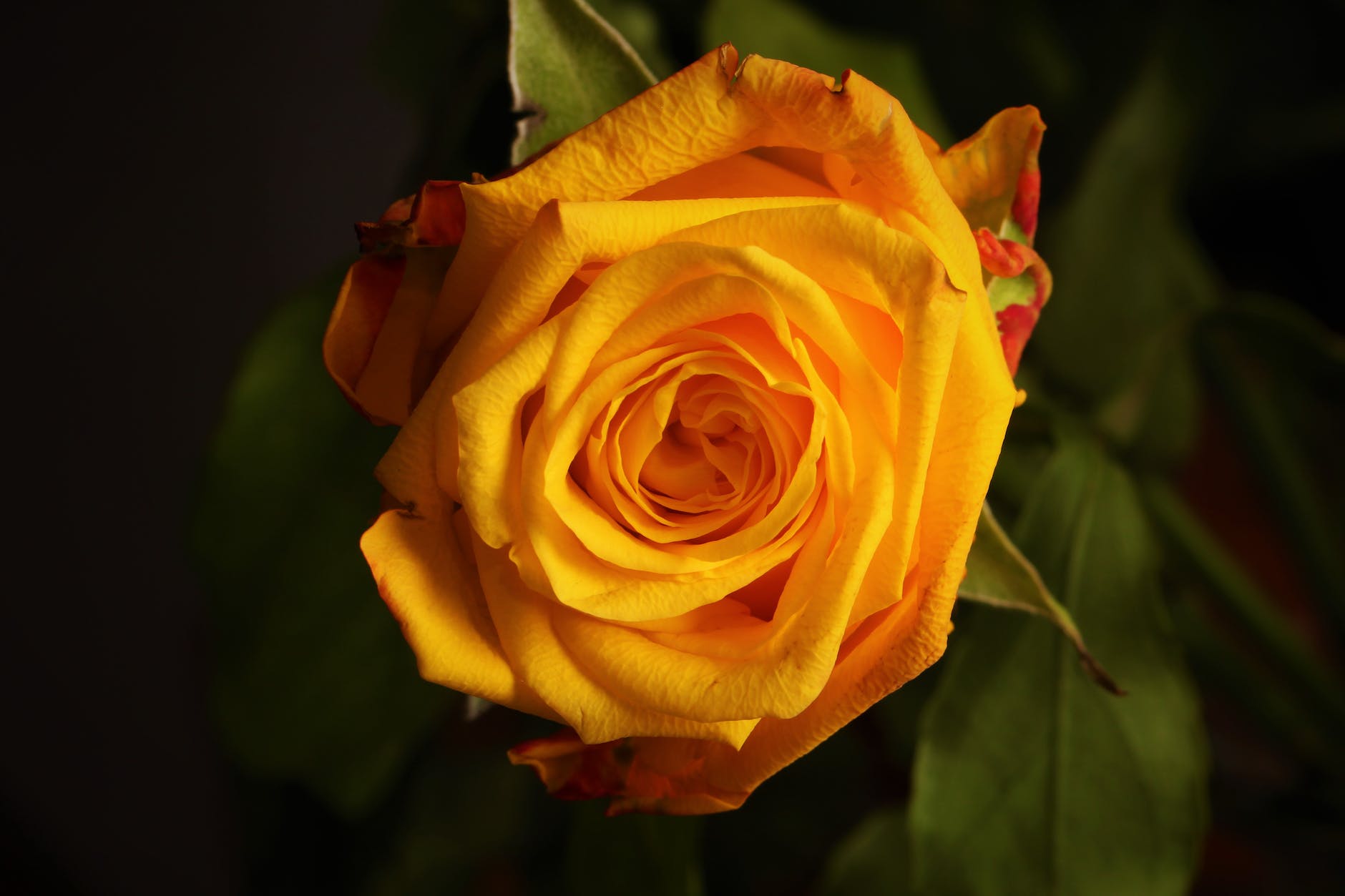 macro shot of yellow rose