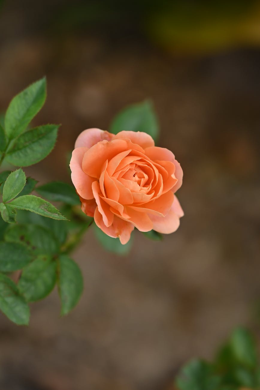 close up of orange rose