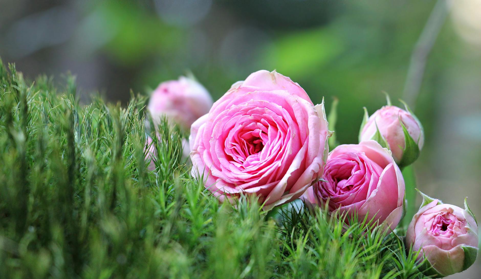 macro photo of pink roses