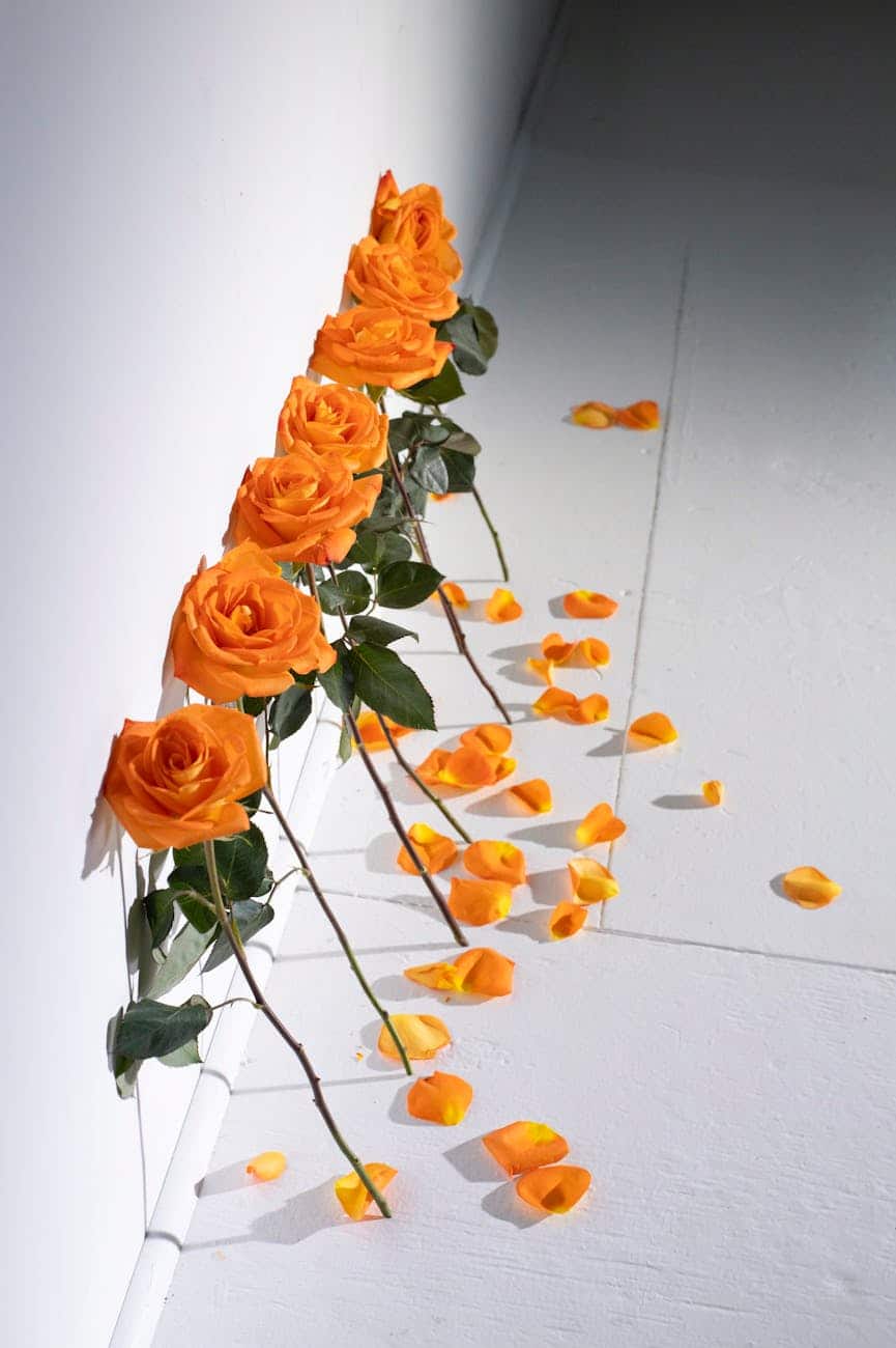 orange roses leaning on the wall with petals on the floor