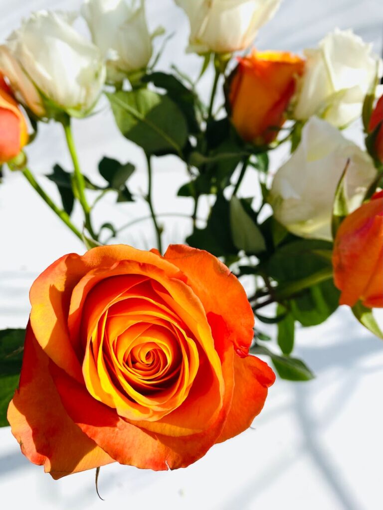 close up of orange rose