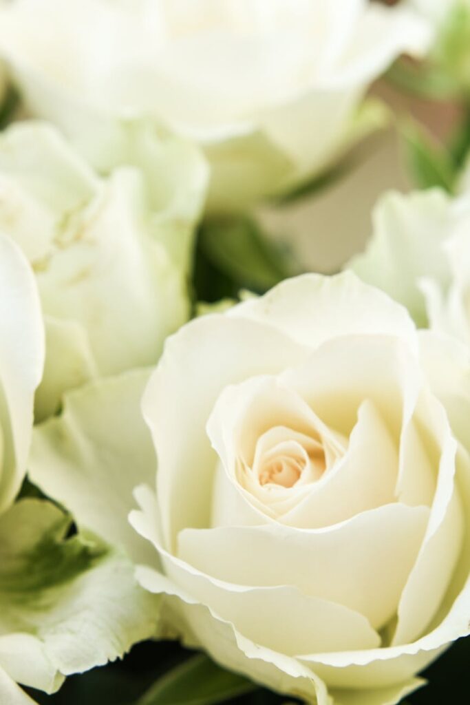 white rose in close up photography