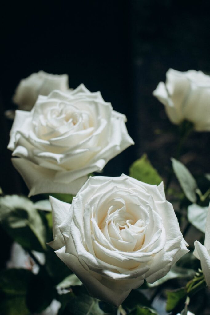 close up of white roses