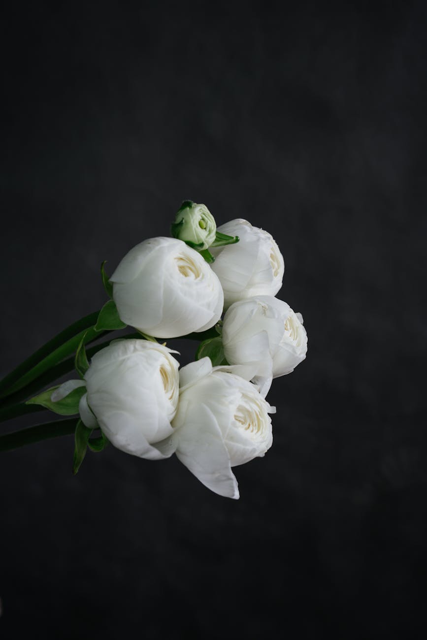 elegant white roses in black background