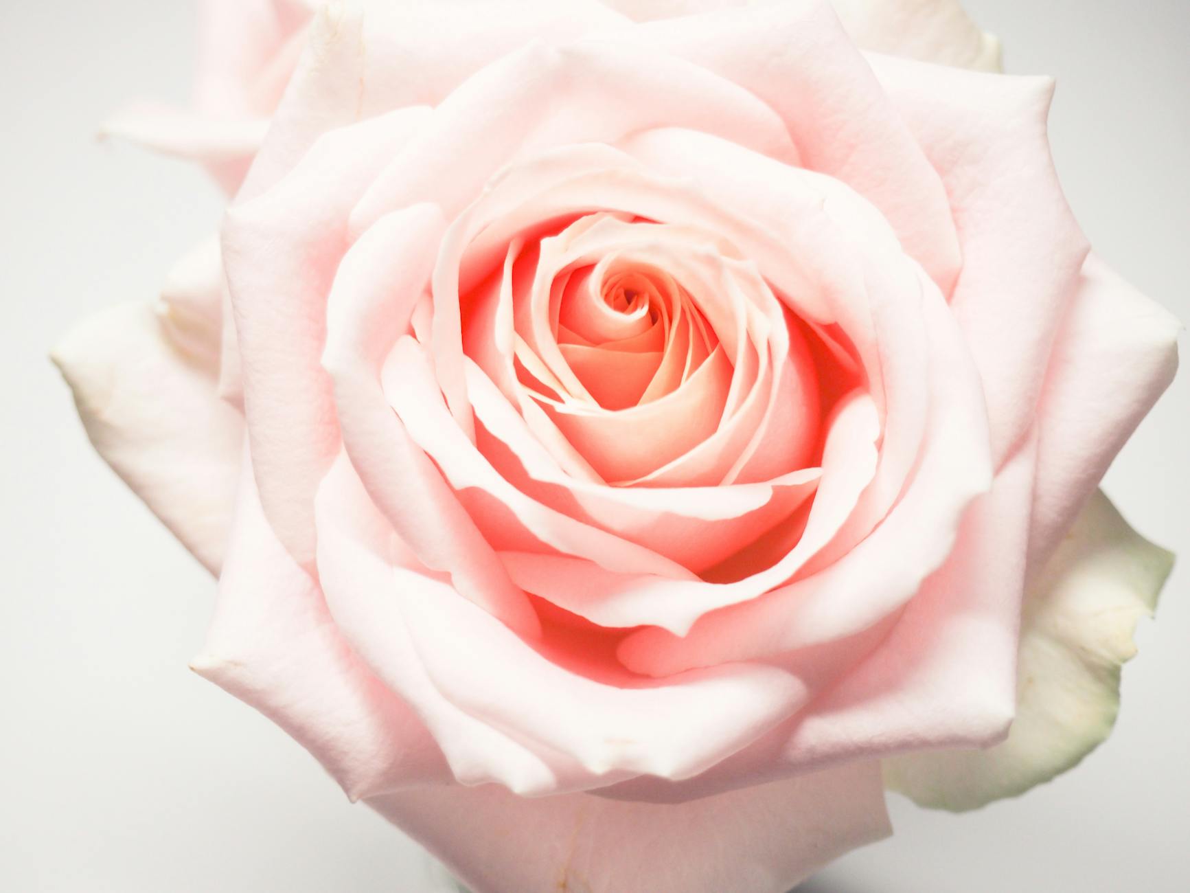 macro photography of pale pink rose