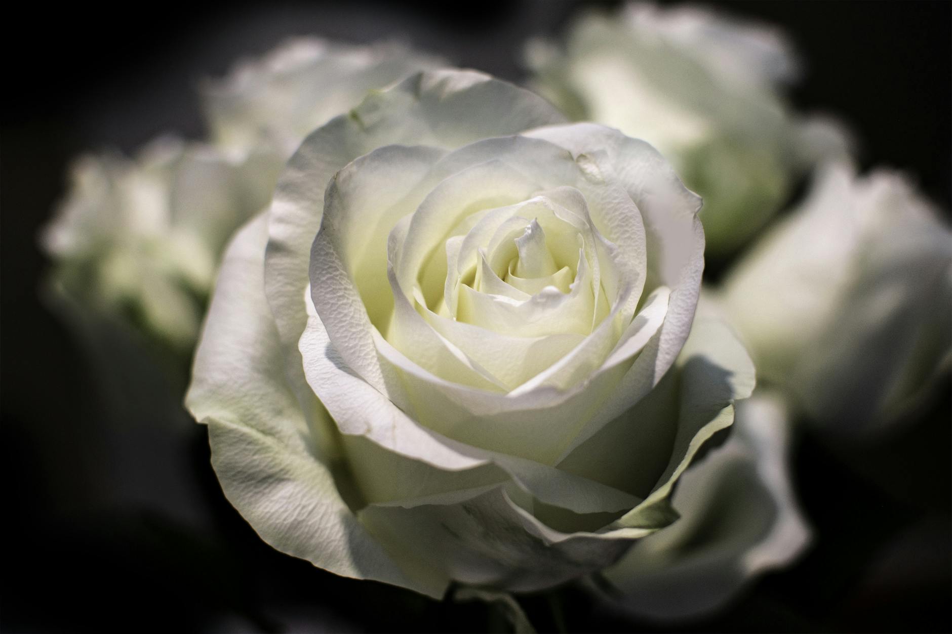 white rose on black background