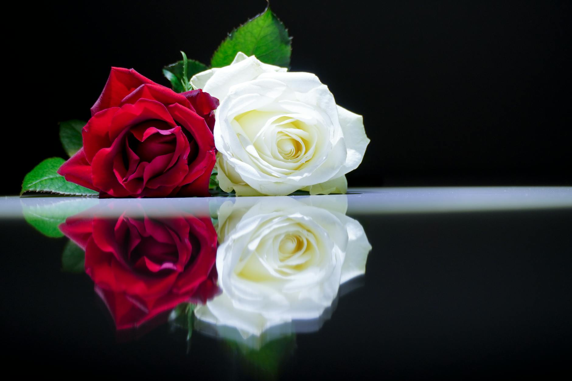 red and white roses