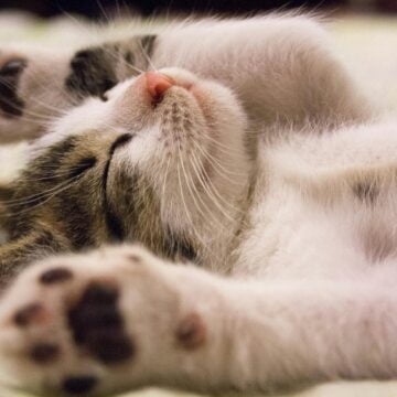 close up photo of cute sleeping cat