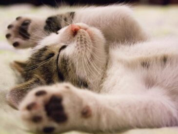 close up photo of cute sleeping cat