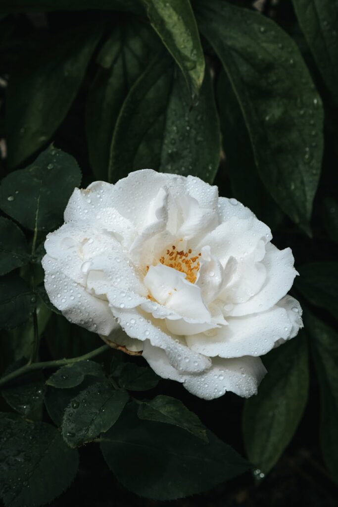 close up shot of white rose in bloom